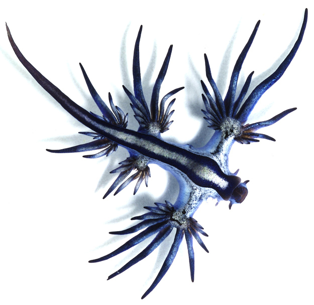 Glaucus Atlanticus