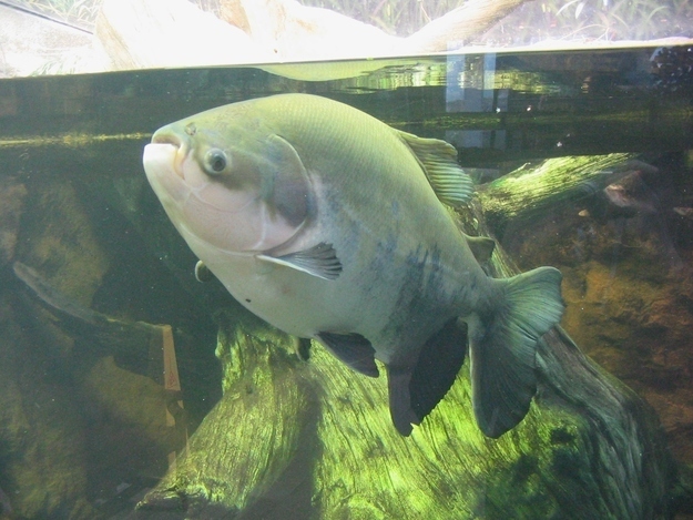 Pacu Fish