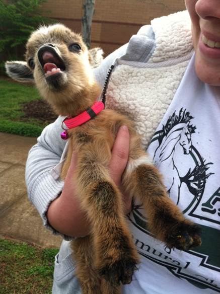 This pygmy goat is trying to sing you the song of her people! Pygmy goats are typically kept as pets, though sometimes they're also milked!