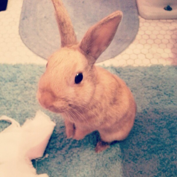 And here we have a dwarf rabbit, looking too adorable to be real. There are many breeds of dwarf rabbit, but the Netherland Dwarf is the most common!