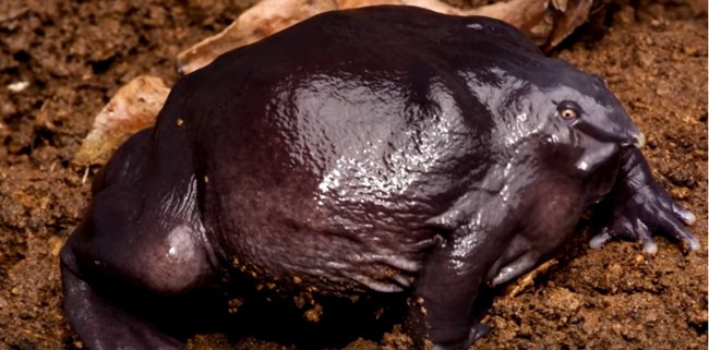 Terrifying Animals EMGN2